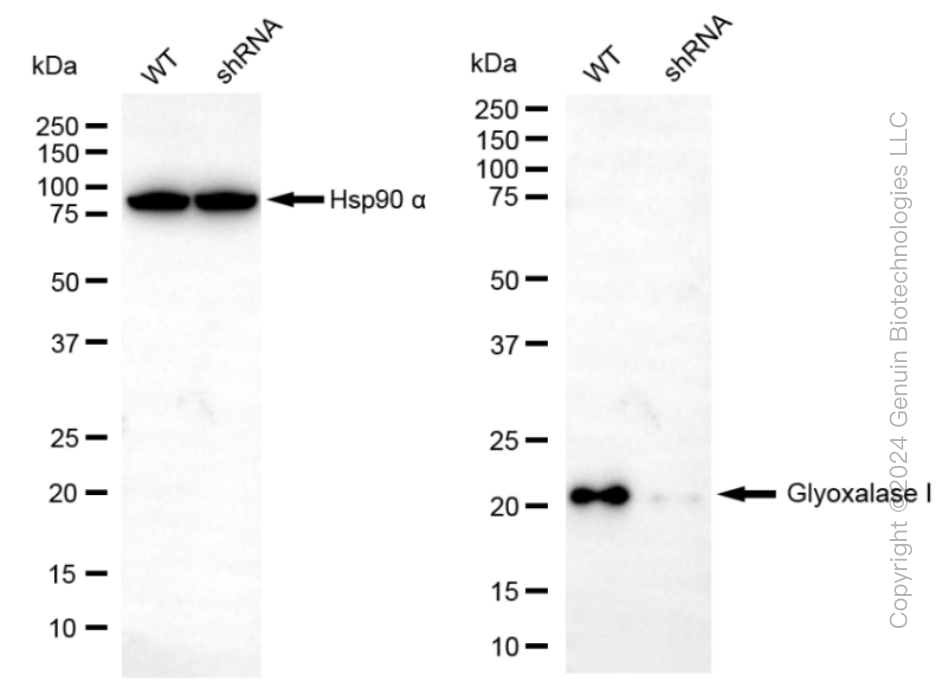 KD-Validated Anti-Glyoxalase I Rabbit Monoclonal Antibody ABG1524