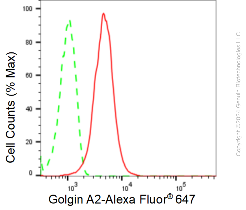 KD-Validated Anti-Golgin A2 Rabbit Monoclonal Antibody ABG1525
