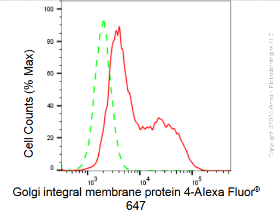 KD-Validated Anti-Golgi integral membrane protein 4 Rabbit Monoclonal Antibody ABG1526