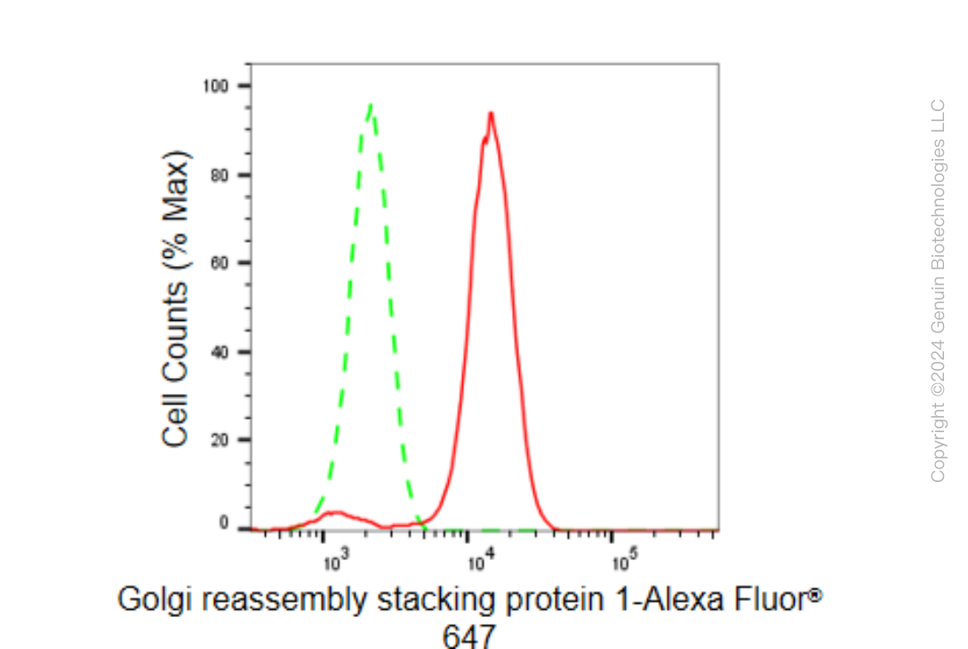 KD-Validated Anti-Golgi reassembly stacking protein 1 Rabbit Monoclonal Antibody ABG1527
