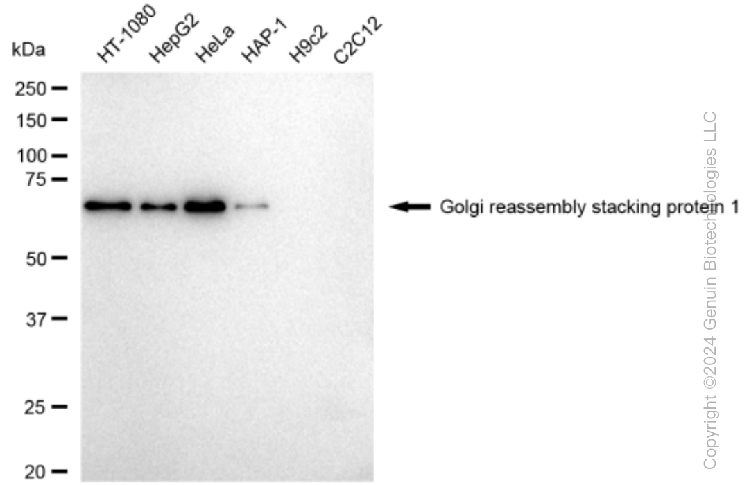 KD-Validated Anti-Golgi reassembly stacking protein 1 Rabbit Monoclonal Antibody ABG1527