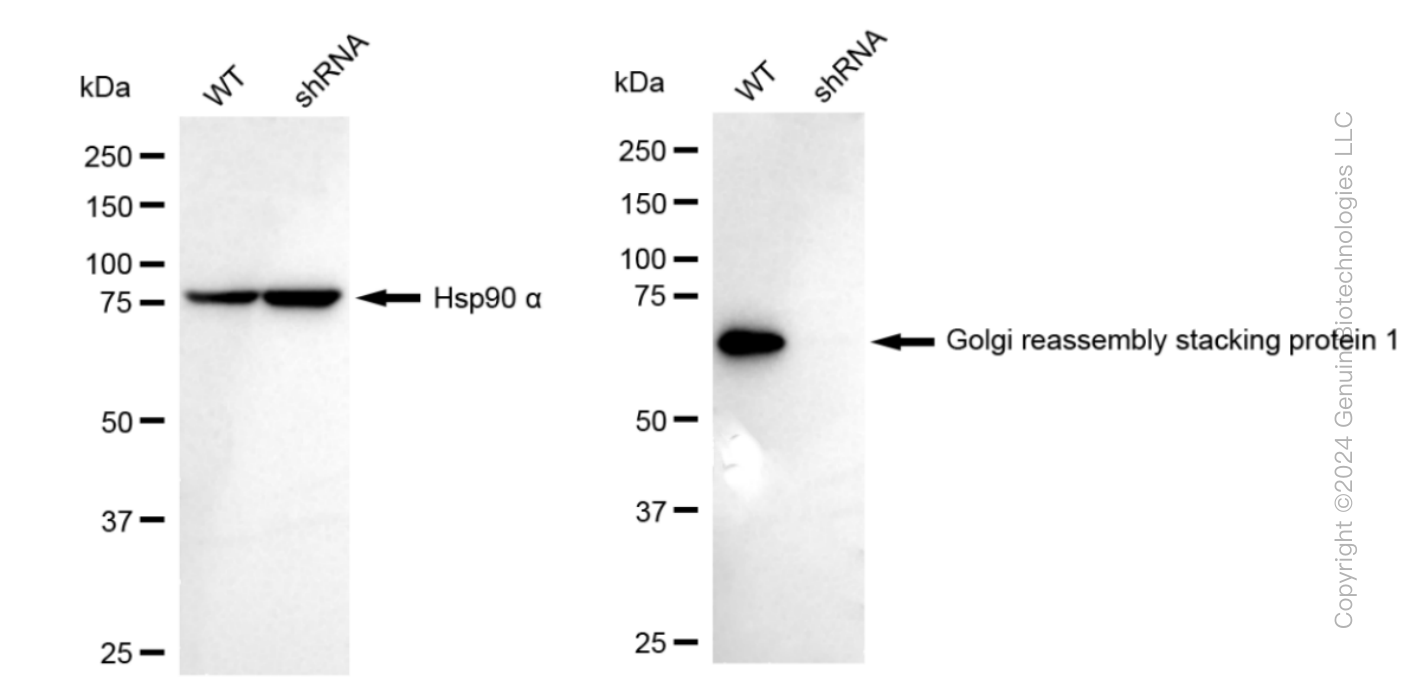 KD-Validated Anti-Golgi reassembly stacking protein 1 Rabbit Monoclonal Antibody ABG1527