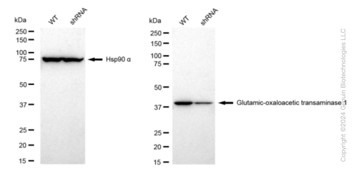 KD-Validated Anti-Glutamic-oxaloacetic transaminase 1 Rabbit Monoclonal Antibody ABG1528