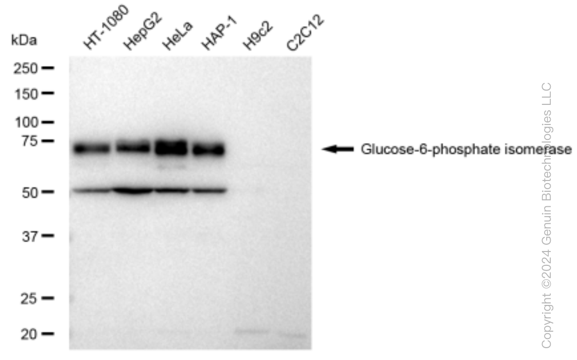 KD-Validated Anti-Glucose 6 phosphate isomerase Rabbit Monoclonal Antibody ABG1529