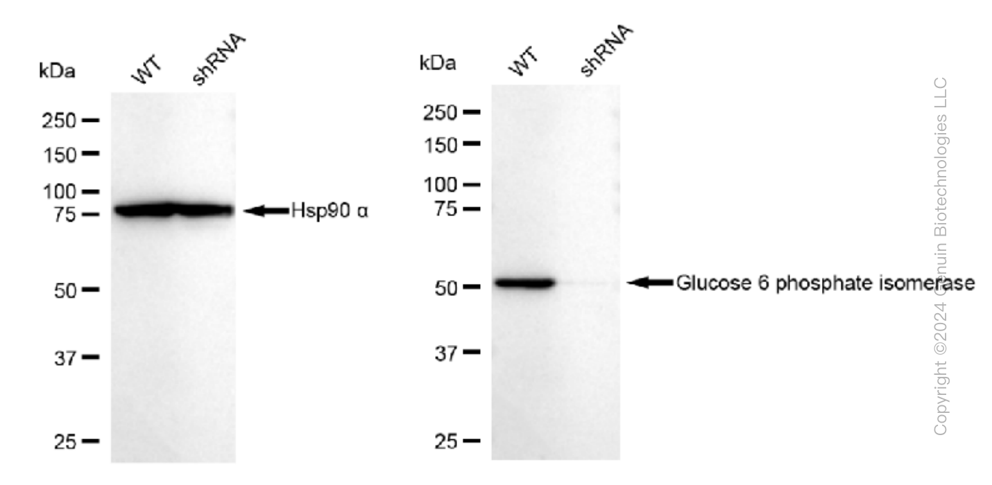 KD-Validated Anti-Glucose 6 phosphate isomerase Rabbit Monoclonal Antibody ABG1529