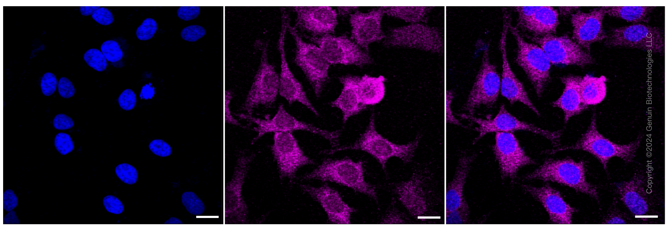 KD-Validated Anti-GPX1 Rabbit Monoclonal Antibody ABG1530
