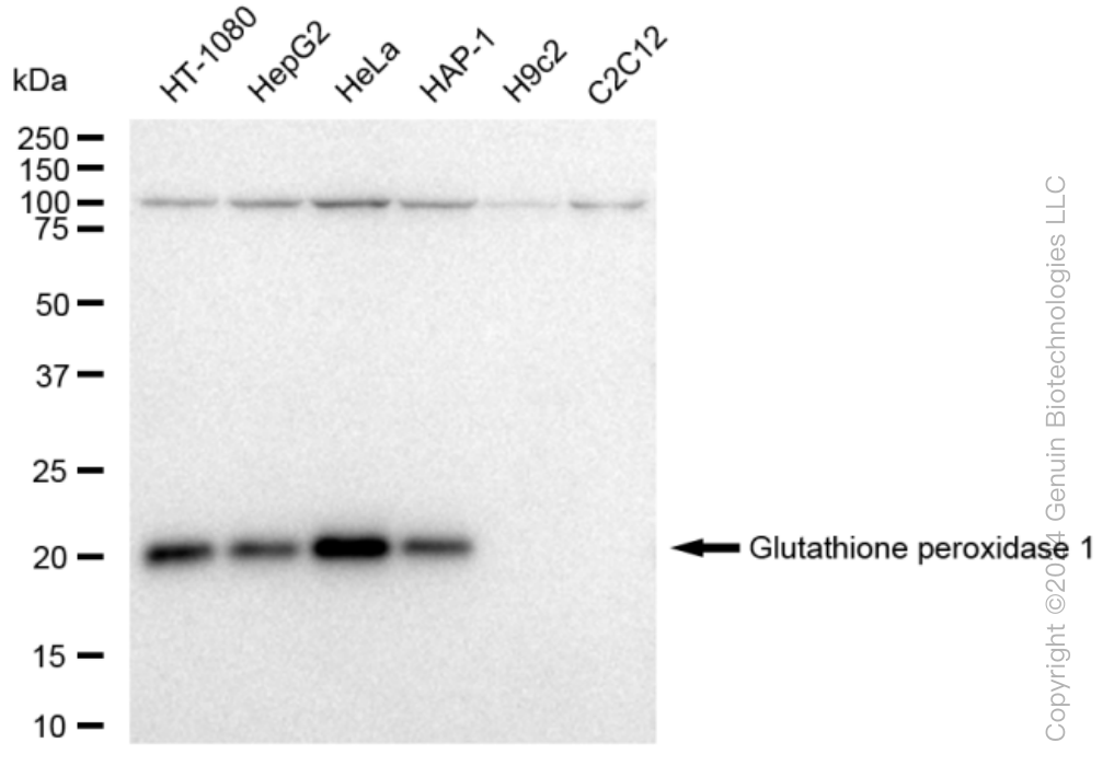 KD-Validated Anti-GPX1 Rabbit Monoclonal Antibody ABG1530