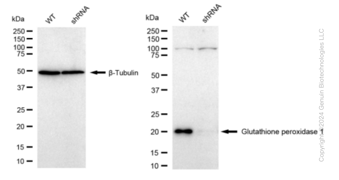 KD-Validated Anti-GPX1 Rabbit Monoclonal Antibody ABG1530