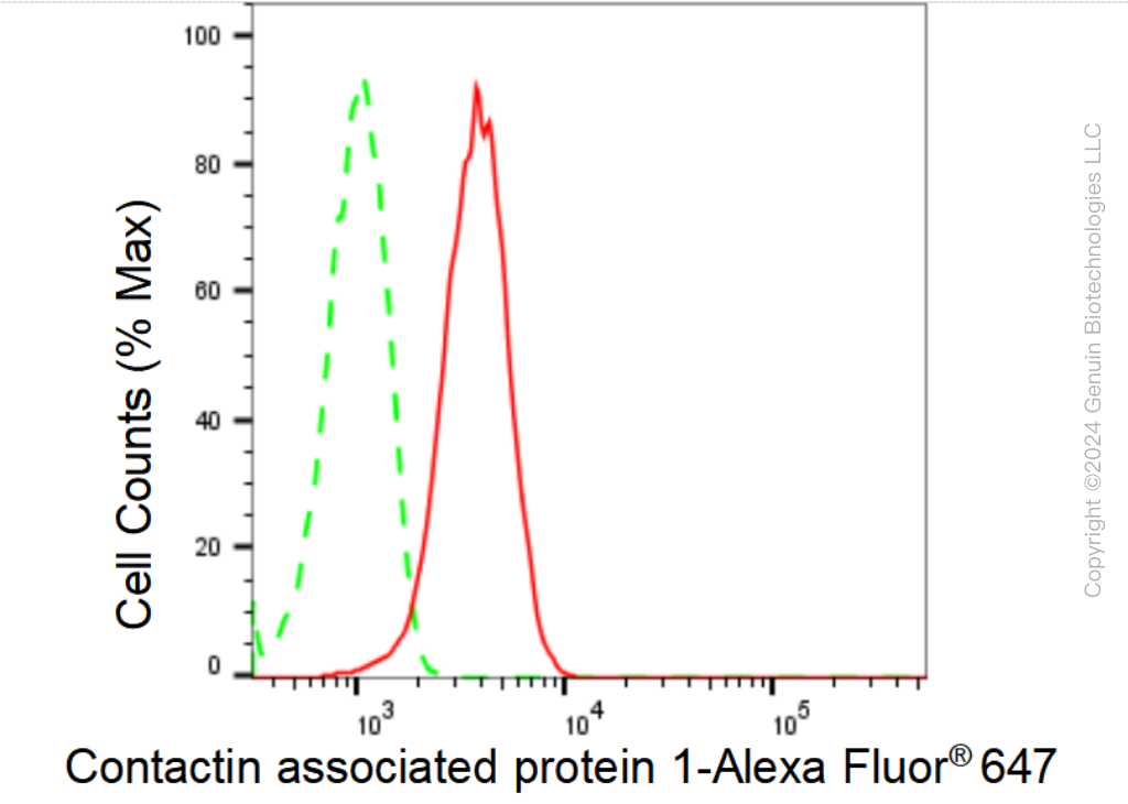 KD-Validated Anti-Contactin associated protein 1 Rabbit Monoclonal Antibody ABG1531
