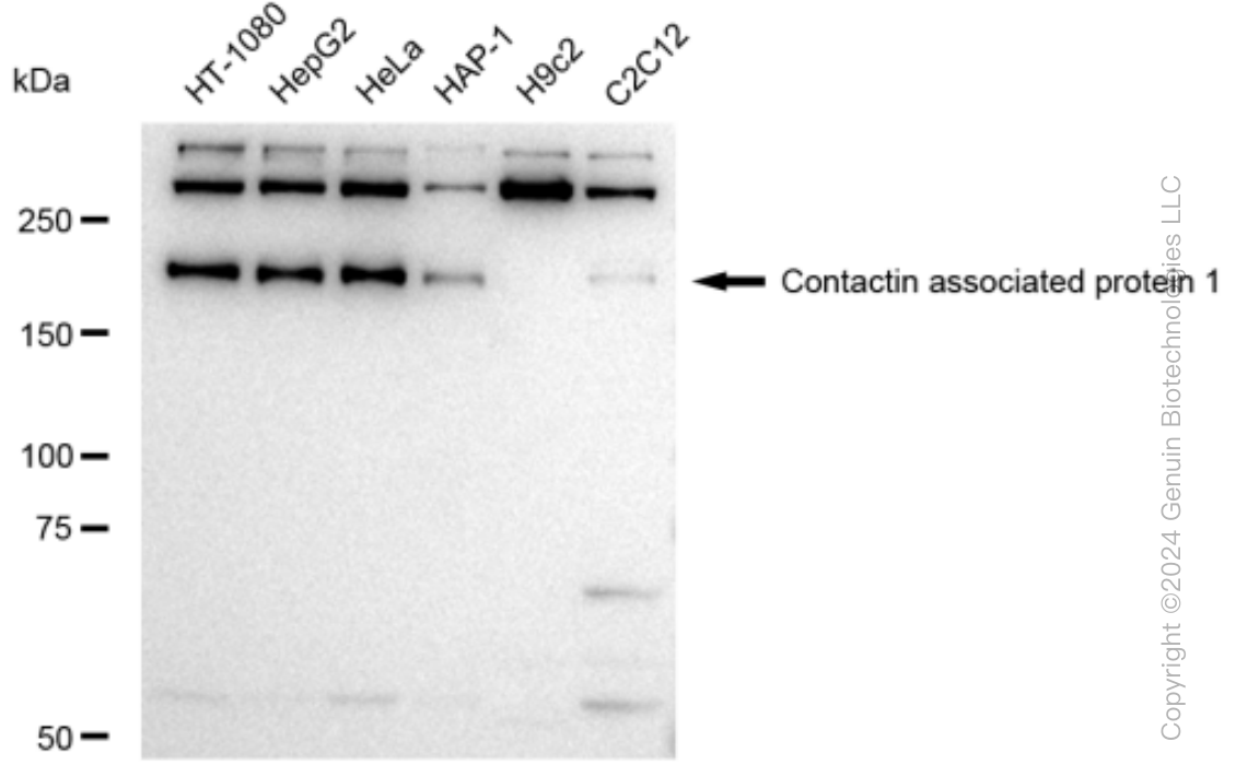 KD-Validated Anti-Contactin associated protein 1 Rabbit Monoclonal Antibody ABG1531