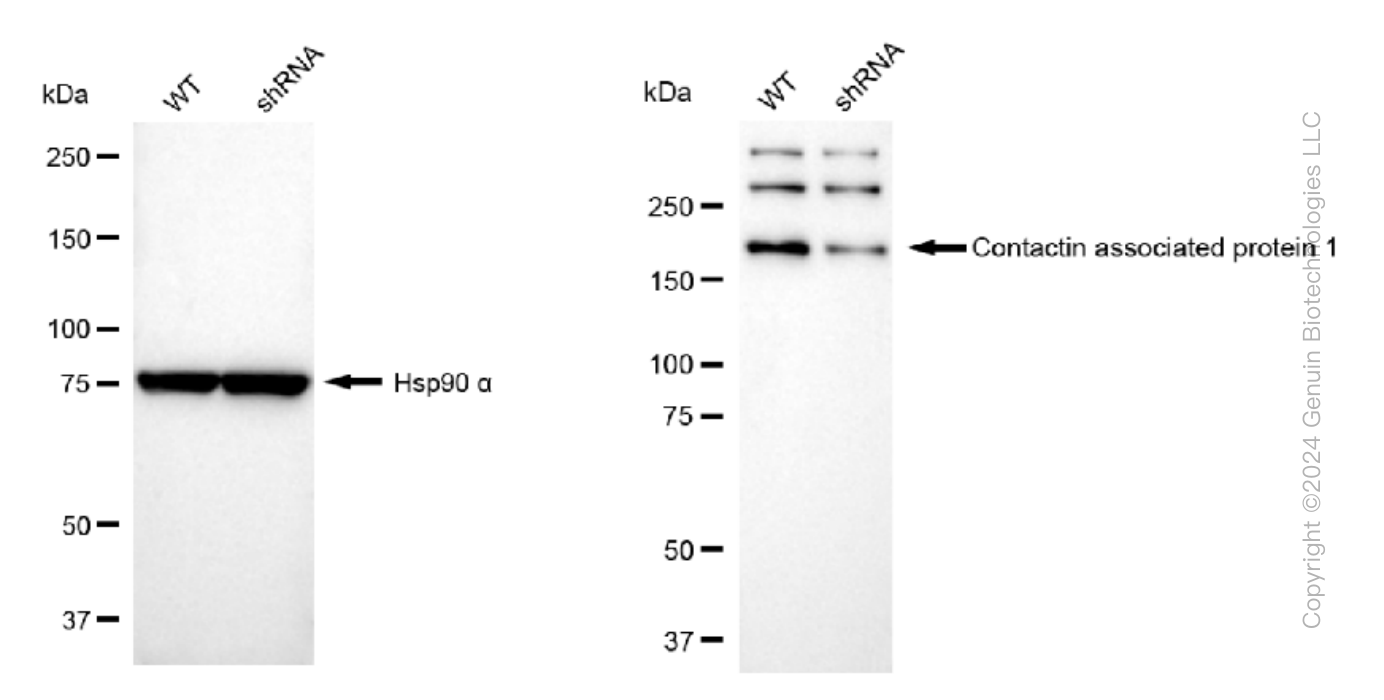 KD-Validated Anti-Contactin associated protein 1 Rabbit Monoclonal Antibody ABG1531