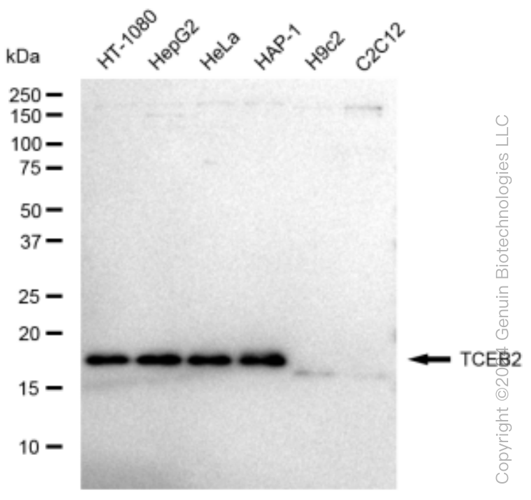 KD-Validated Anti-TCEB2 Rabbit Monoclonal Antibody ABG1532