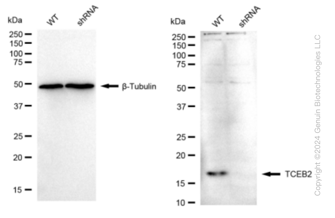 KD-Validated Anti-TCEB2 Rabbit Monoclonal Antibody ABG1532