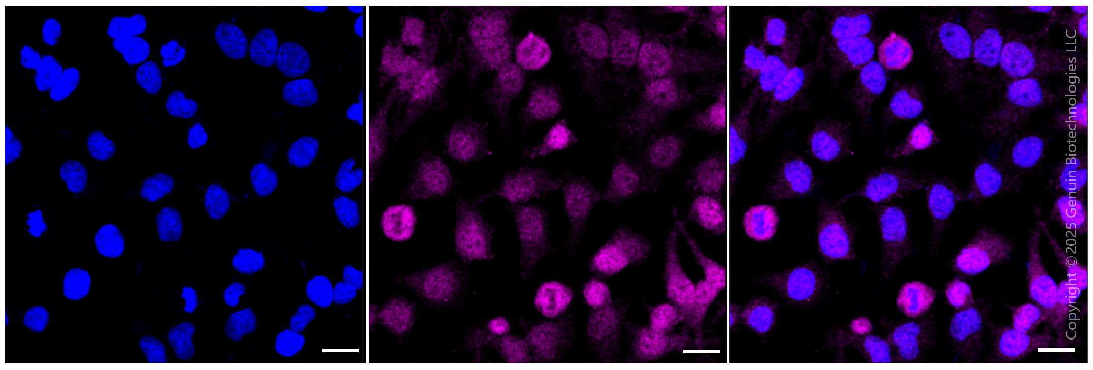 KD-Validated Anti-TCEB2 Rabbit Monoclonal Antibody ABG1533