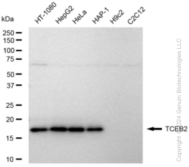 KD-Validated Anti-TCEB2 Rabbit Monoclonal Antibody ABG1533