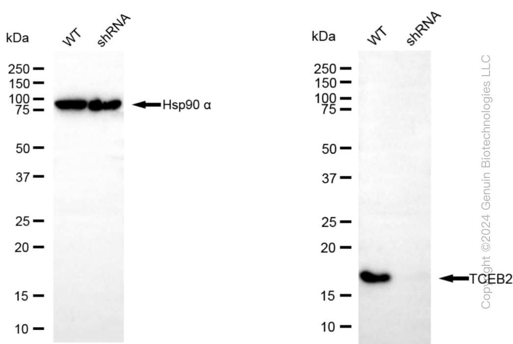 KD-Validated Anti-TCEB2 Rabbit Monoclonal Antibody ABG1533