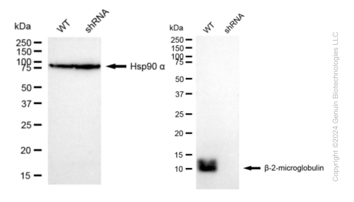 KD-Validated Anti-beta 2 Microglobulin Rabbit Monoclonal Antibody ABG1534