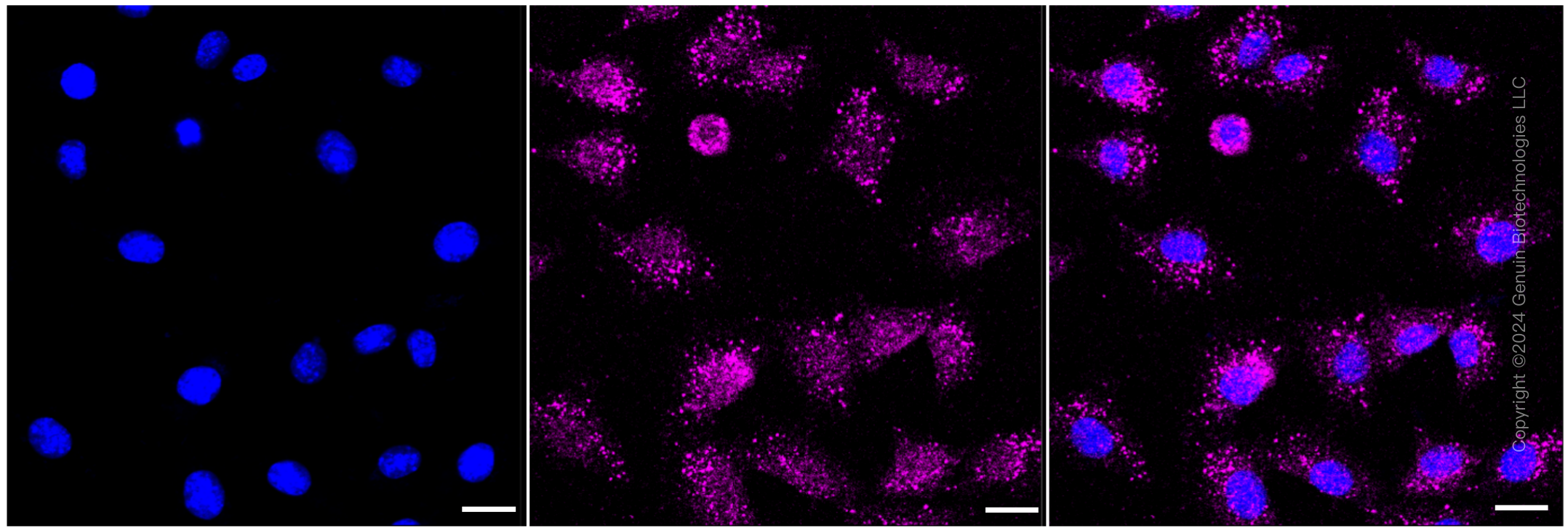 KD-Validated Anti-Caspase 6 Rabbit Monoclonal Antibody ABG1535