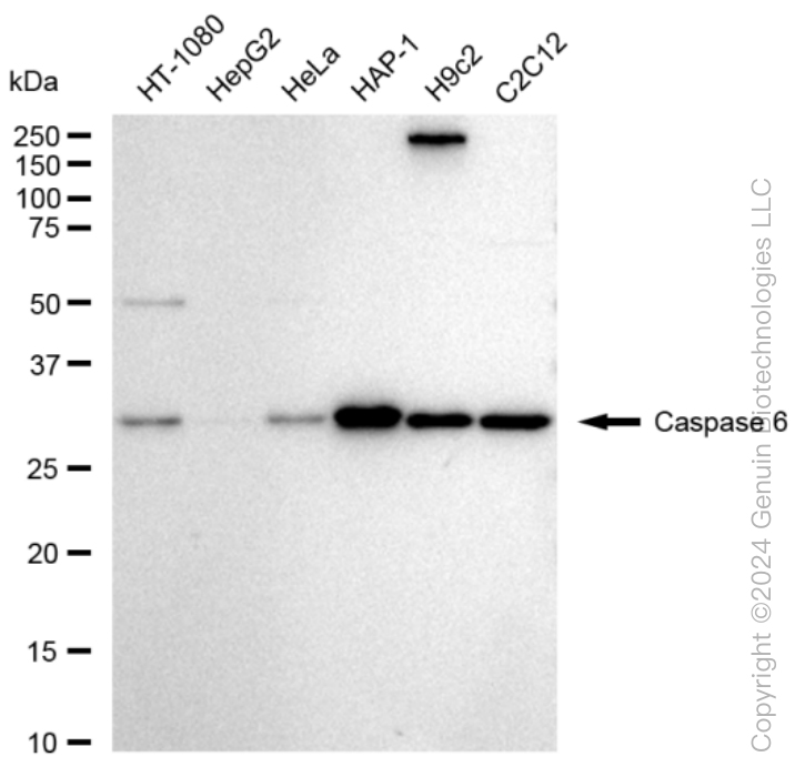 KD-Validated Anti-Caspase 6 Rabbit Monoclonal Antibody ABG1535