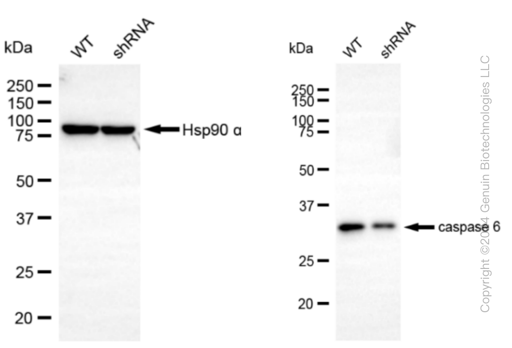 KD-Validated Anti-Caspase 6 Rabbit Monoclonal Antibody ABG1535