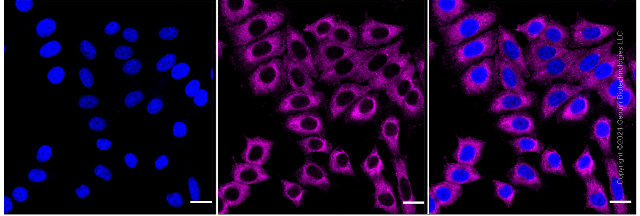 KD-Validated Anti-Acetyl-CoA carboxylase alpha Rabbit Monoclonal Antibody ABG1536