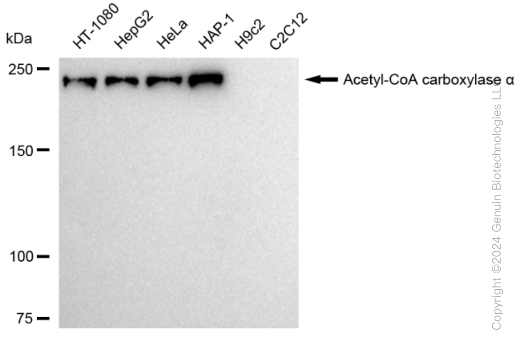 KD-Validated Anti-Acetyl-CoA carboxylase alpha Rabbit Monoclonal Antibody ABG1536
