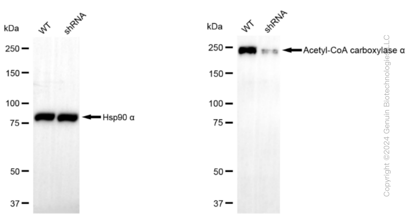 KD-Validated Anti-Acetyl-CoA carboxylase alpha Rabbit Monoclonal Antibody ABG1536