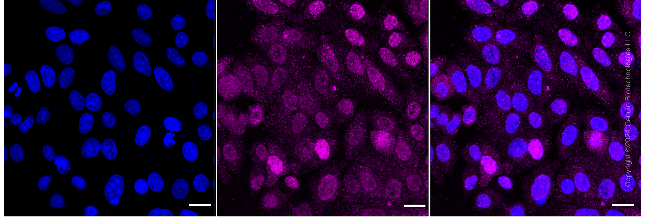 KD-Validated Anti-Phospho-GATA3(S308) Rabbit Monoclonal Antibody ABG1537
