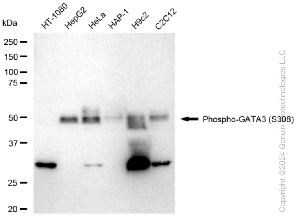 KD-Validated Anti-Phospho-GATA3(S308) Rabbit Monoclonal Antibody ABG1537