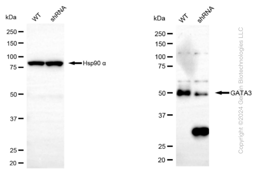 KD-Validated Anti-Phospho-GATA3(S308) Rabbit Monoclonal Antibody ABG1537