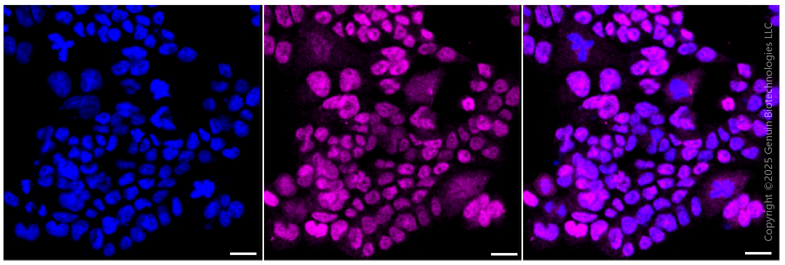 KD-Validated Anti-GATA2/GATA3 Rabbit Monoclonal Antibody ABG1538