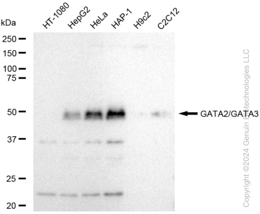 KD-Validated Anti-GATA2/GATA3 Rabbit Monoclonal Antibody ABG1538