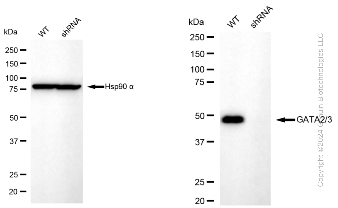 KD-Validated Anti-GATA2/GATA3 Rabbit Monoclonal Antibody ABG1538