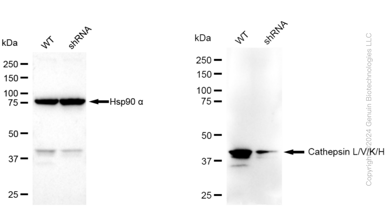 KD-Validated Anti-Cathepsin L/V/K/H Rabbit Monoclonal Antibody ABG1539