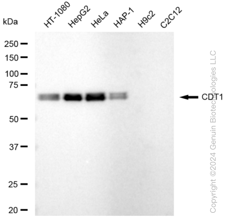 KD-Validated Anti-CDT1 Rabbit Monoclonal Antibody ABG1540