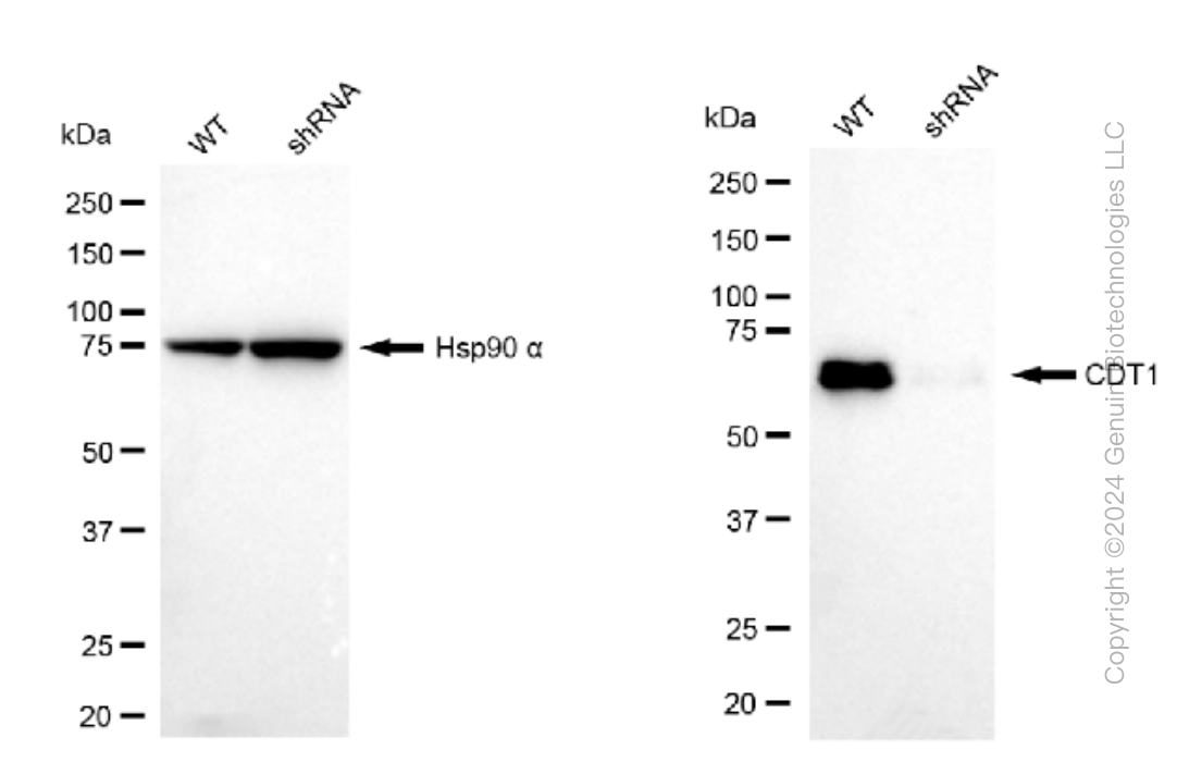KD-Validated Anti-CDT1 Rabbit Monoclonal Antibody ABG1540