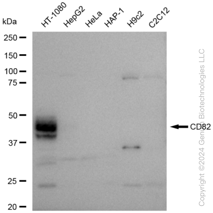 KD-Validated Anti-CD82 Rabbit Monoclonal Antibody ABG1541