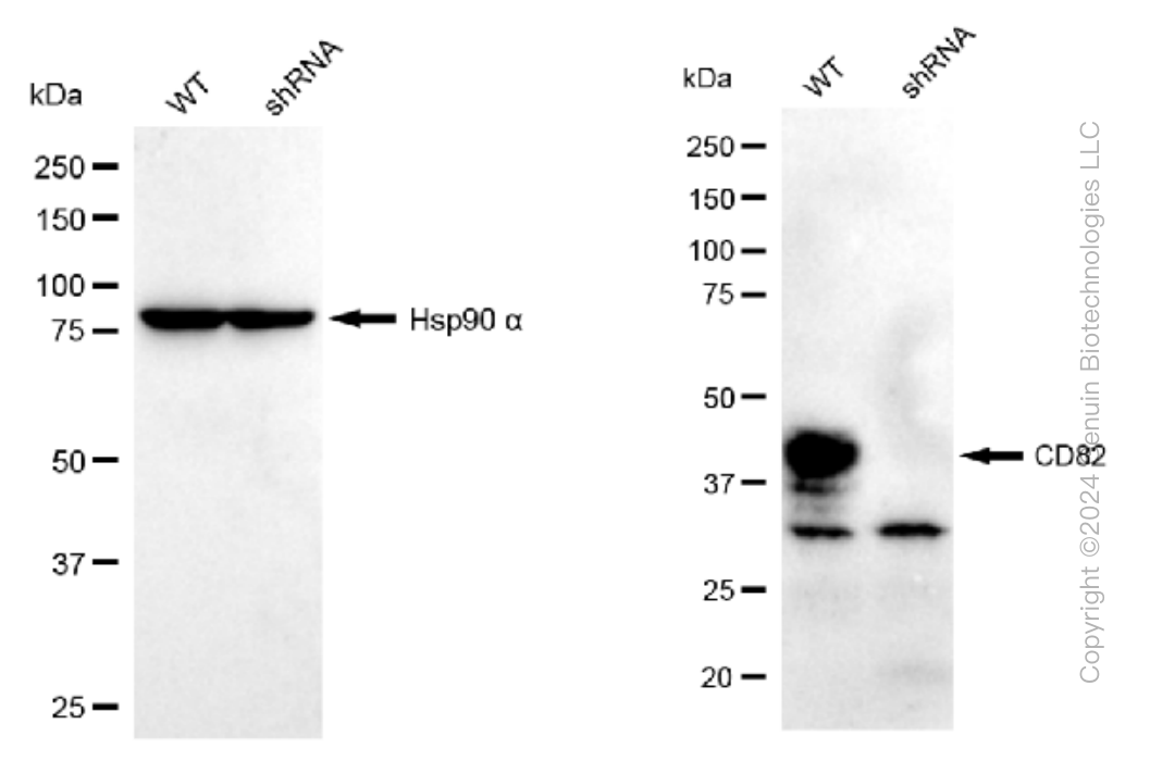 KD-Validated Anti-CD82 Rabbit Monoclonal Antibody ABG1541