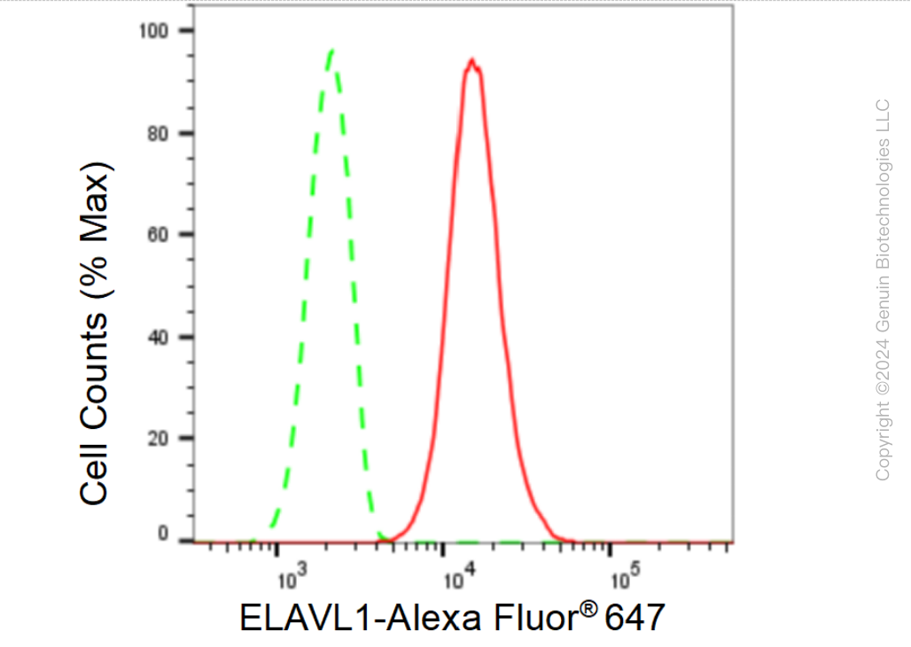 KD-Validated Anti-HuR / ELAVL1 Rabbit Monoclonal Antibody ABG1542
