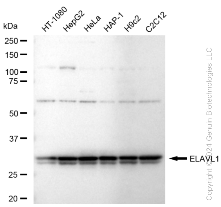 KD-Validated Anti-HuR / ELAVL1 Rabbit Monoclonal Antibody ABG1542