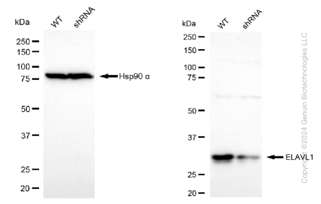 KD-Validated Anti-HuR / ELAVL1 Rabbit Monoclonal Antibody ABG1542