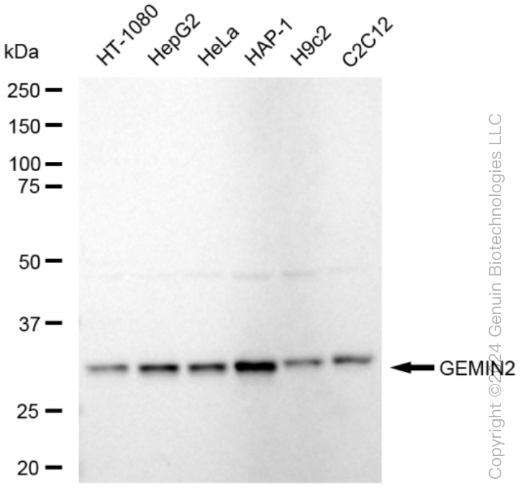 KD-Validated Anti-GEMIN2 Rabbit Monoclonal Antibody ABG1543