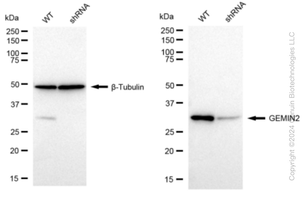 KD-Validated Anti-GEMIN2 Rabbit Monoclonal Antibody ABG1543