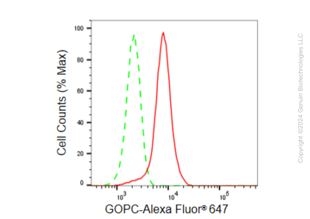 KD-Validated Anti-GOPC Rabbit Monoclonal Antibody ABG1544