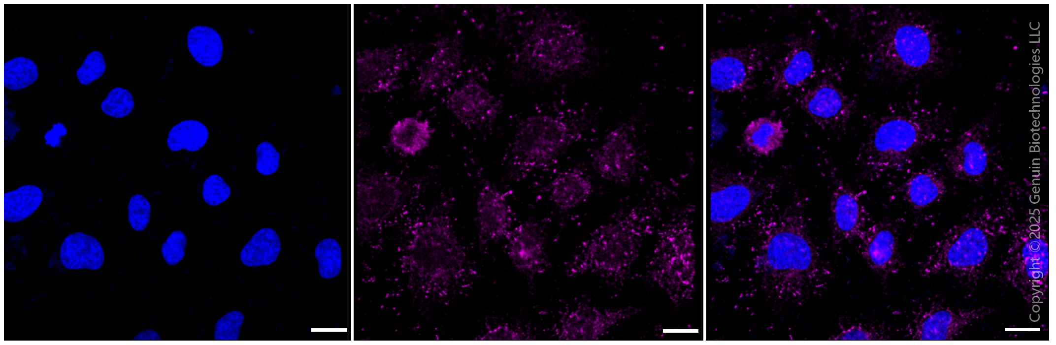 KD-Validated Anti-GOPC Rabbit Monoclonal Antibody ABG1544