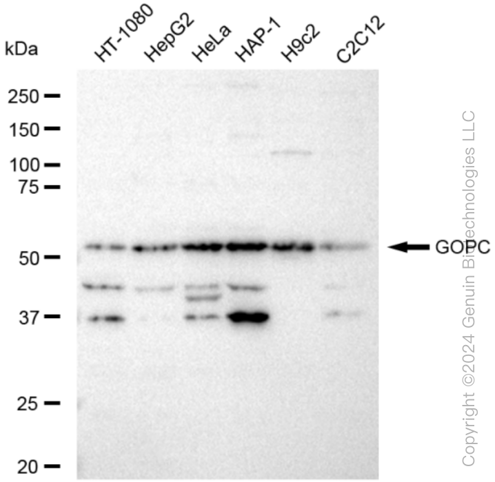 KD-Validated Anti-GOPC Rabbit Monoclonal Antibody ABG1544