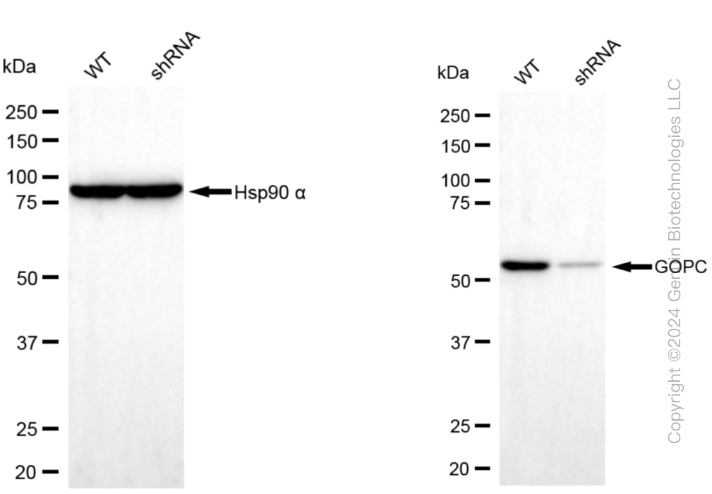 KD-Validated Anti-GOPC Rabbit Monoclonal Antibody ABG1544