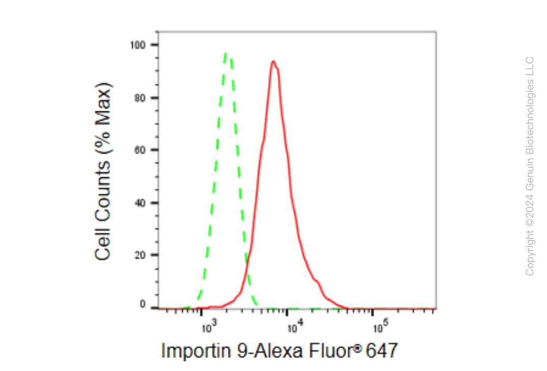 KD-Validated Anti-Importin 9 Rabbit Monoclonal Antibody ABG1546