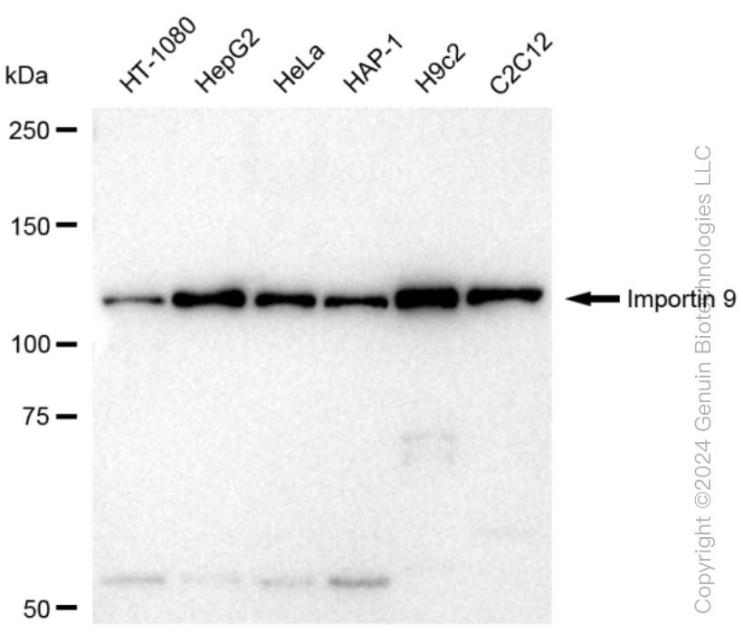 KD-Validated Anti-Importin 9 Rabbit Monoclonal Antibody ABG1546