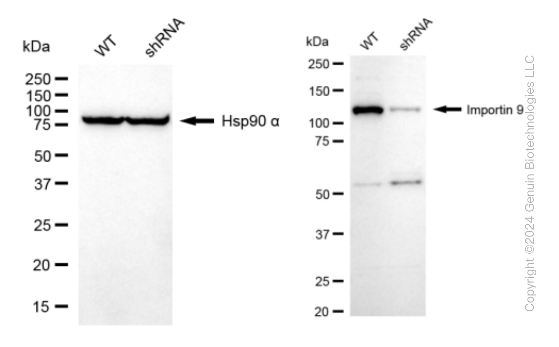 KD-Validated Anti-Importin 9 Rabbit Monoclonal Antibody ABG1546